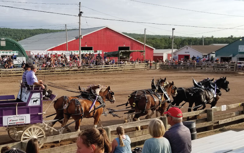 Lawrencetown Horse race